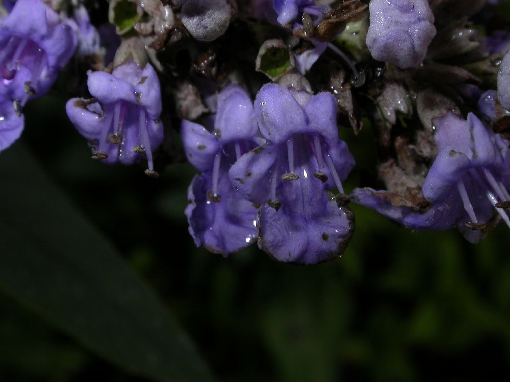 Lamiaceae Vitex agnus-castus