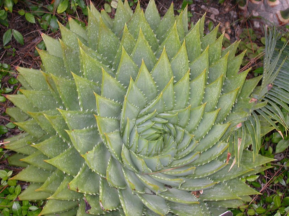 Asphodelaceae Aloe polyphylla