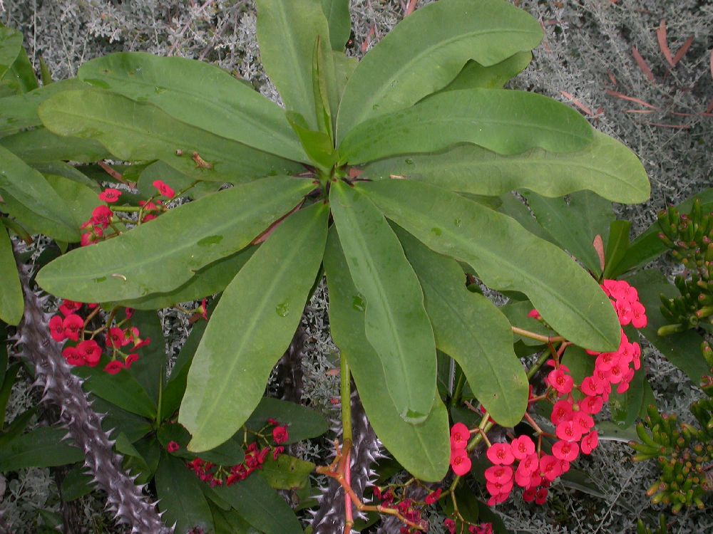 Euphorbiaceae Euphorbia 