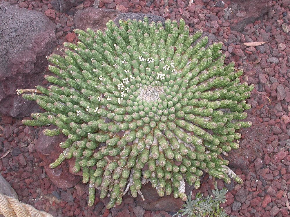 Euphorbiaceae Euphorbia 