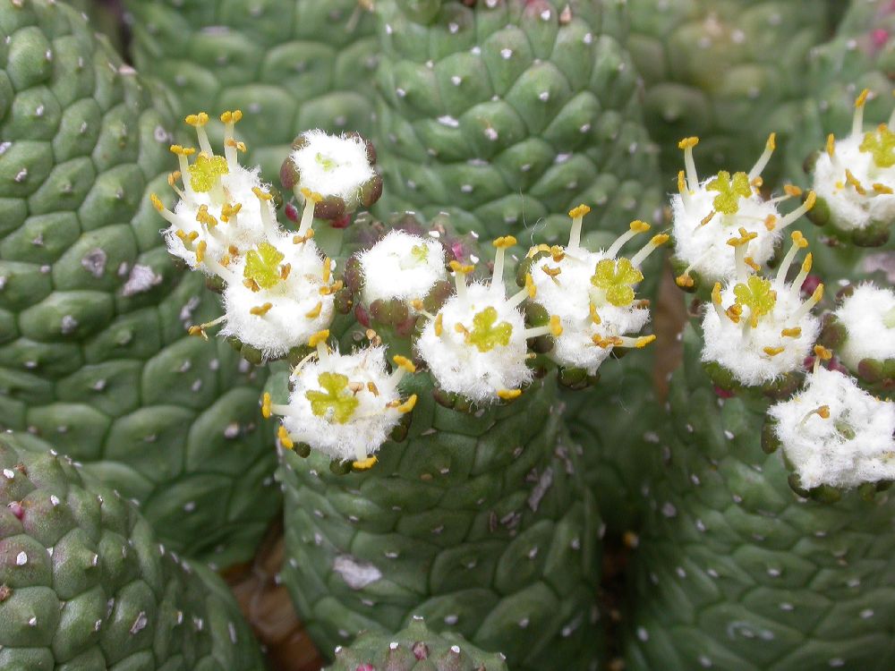 Euphorbiaceae Euphorbia 