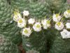 image of Euphorbia 