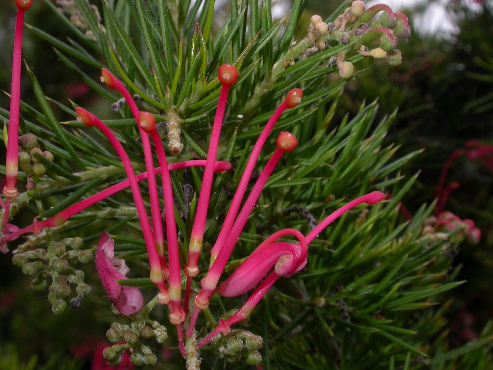 Proteaceae Grevillea 