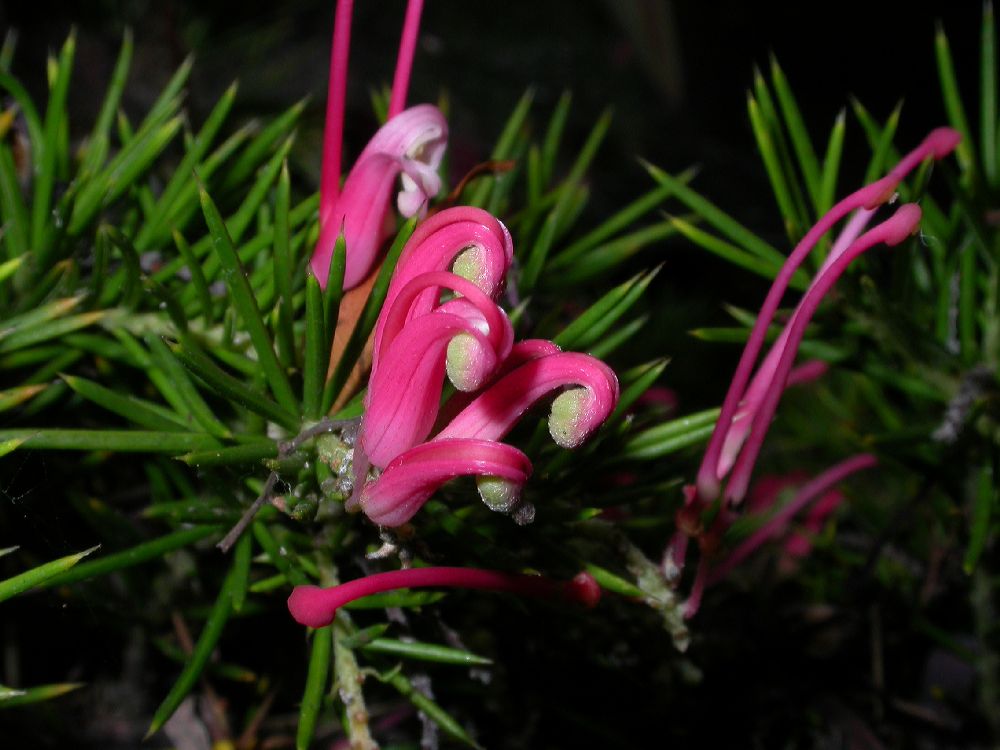 Proteaceae Grevillea 