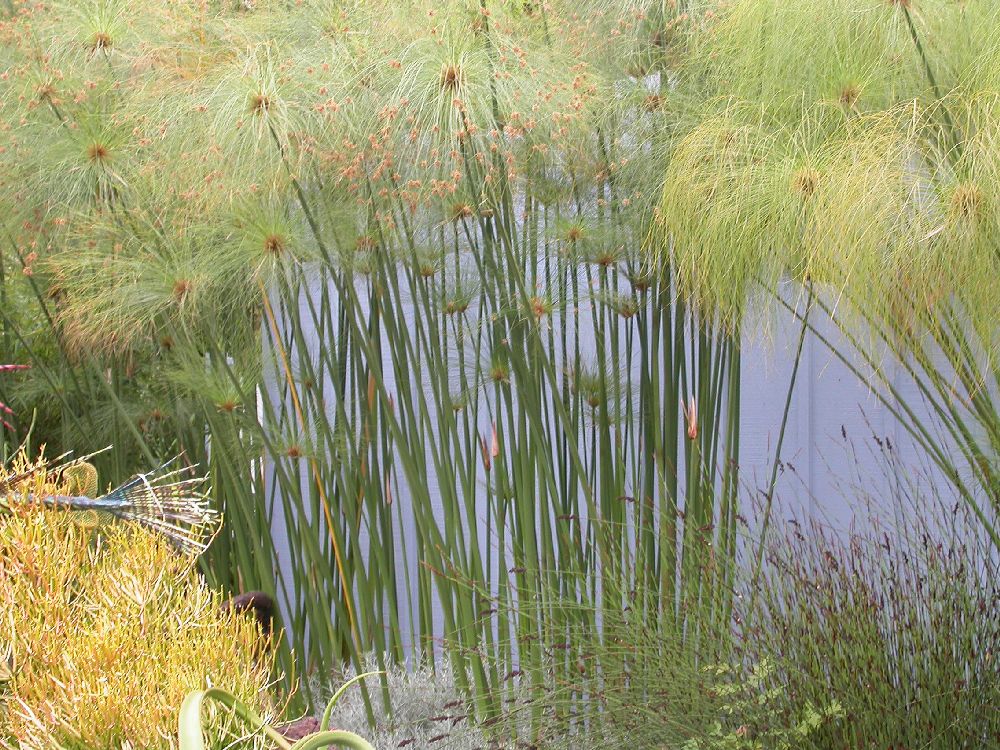 Cyperaceae Cyperus papyrus