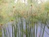 image of Cyperus papyrus
