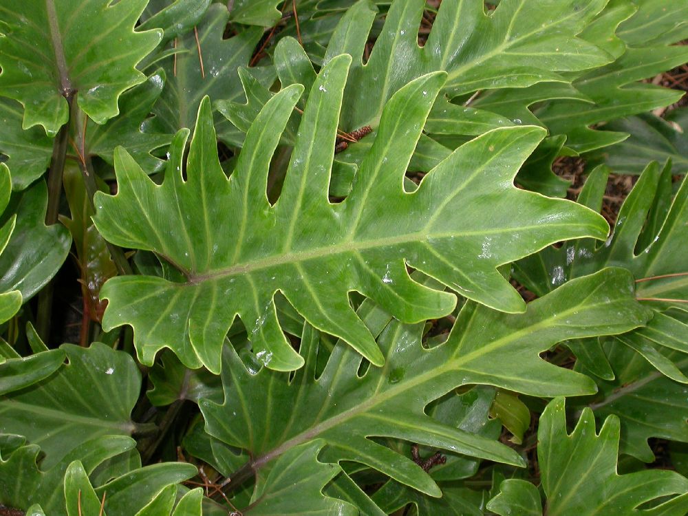 Araceae Philodendron bipinnatifidum