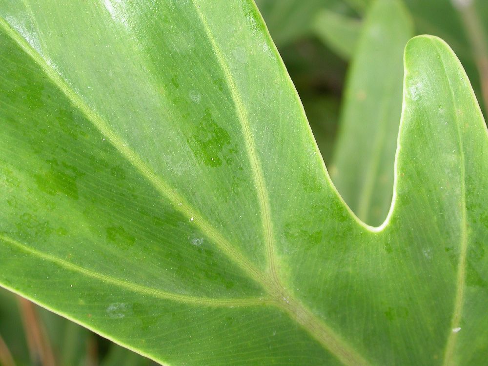 Araceae Philodendron bipinnatifidum