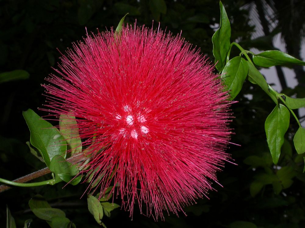 Fabaceae Calliandra haematocephala