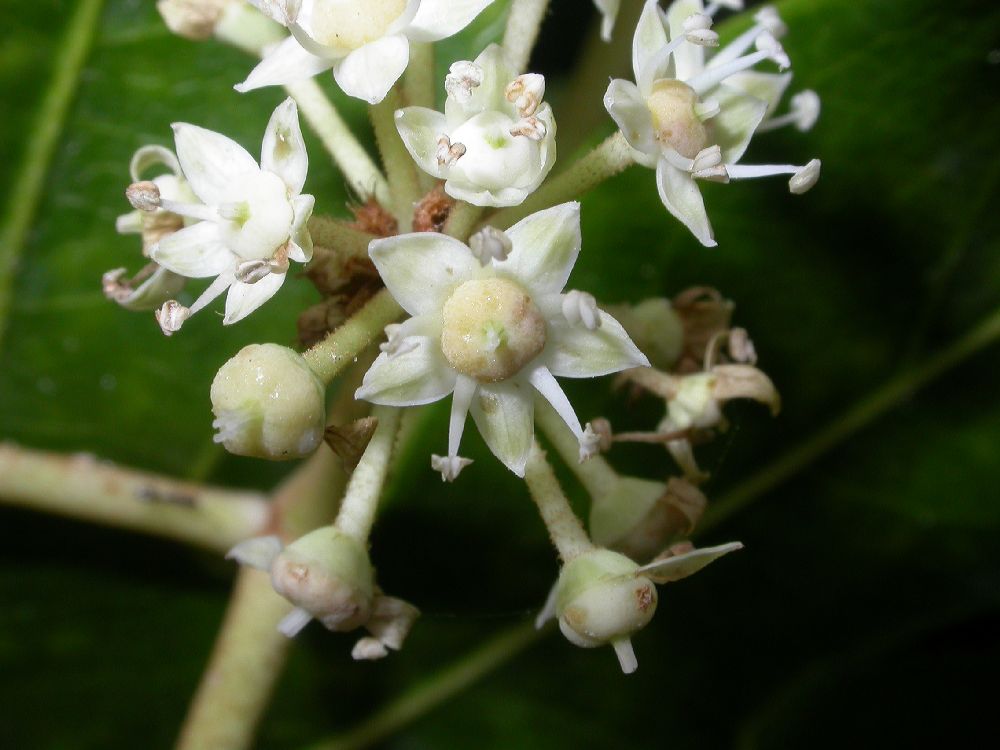 Araliaceae Fatsia japonica