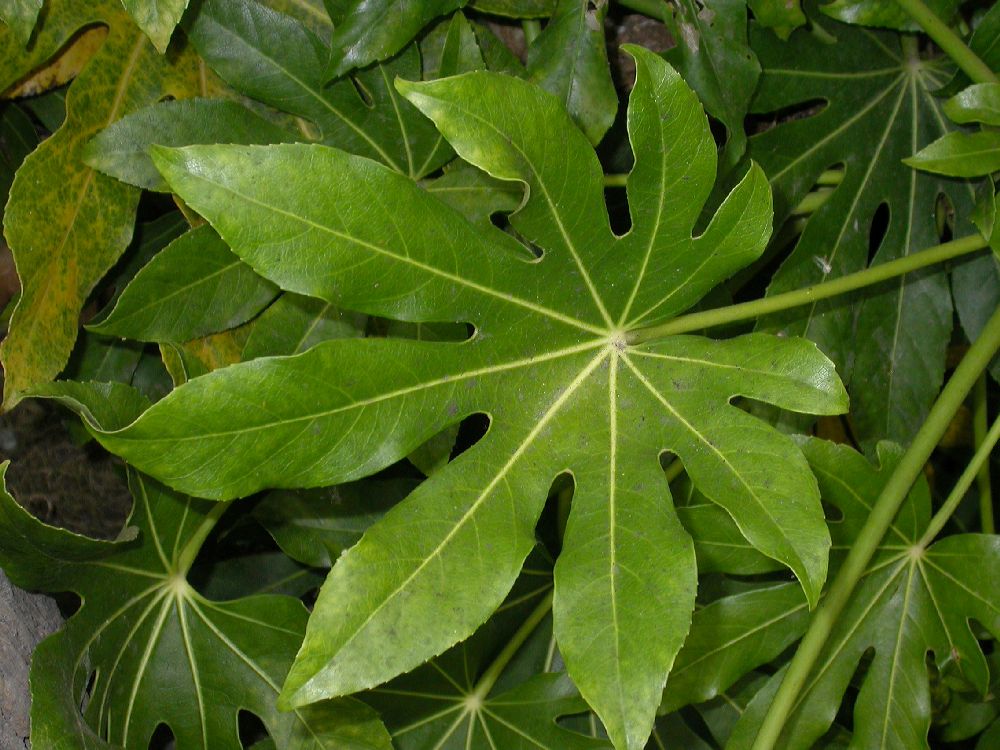 Araliaceae Fatsia japonica