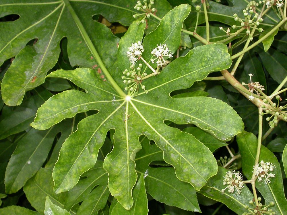 Araliaceae Fatsia japonica