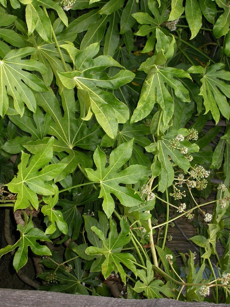 Araliaceae Fatsia japonica