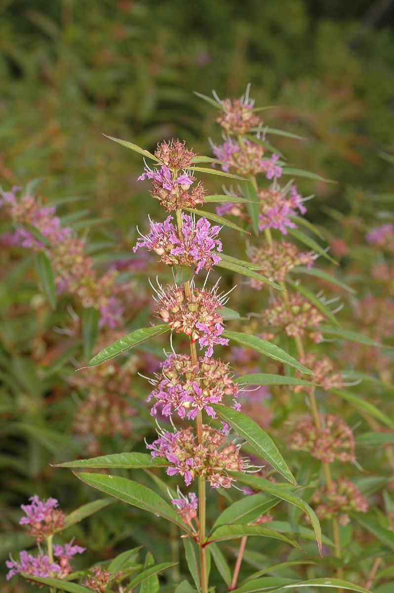 Lythraceae Decodon verticillatus