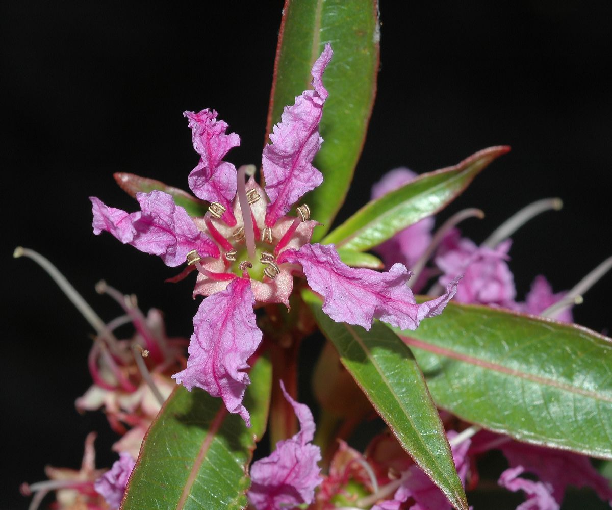 Lythraceae Decodon verticillatus