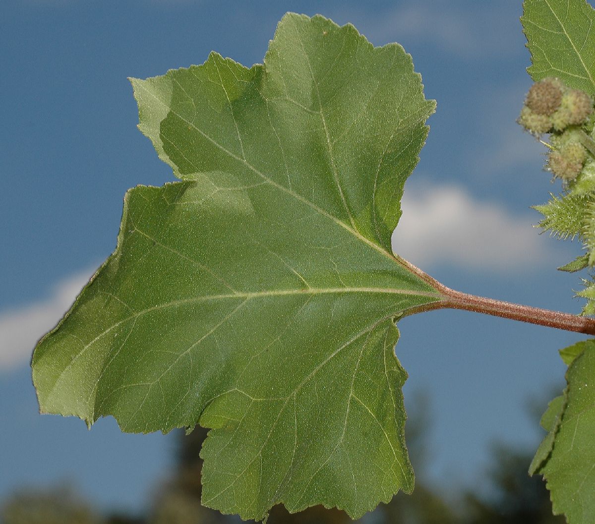 Asteraceae Xanthium strumarium