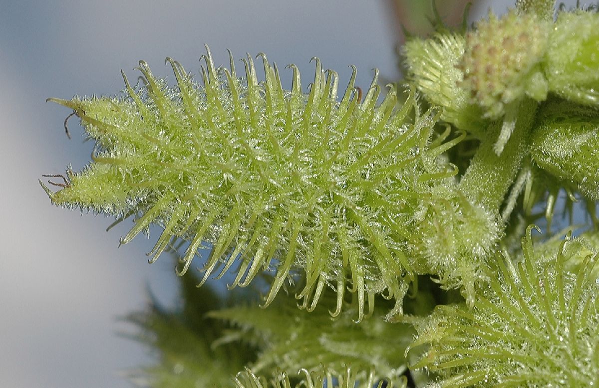 Asteraceae Xanthium strumarium