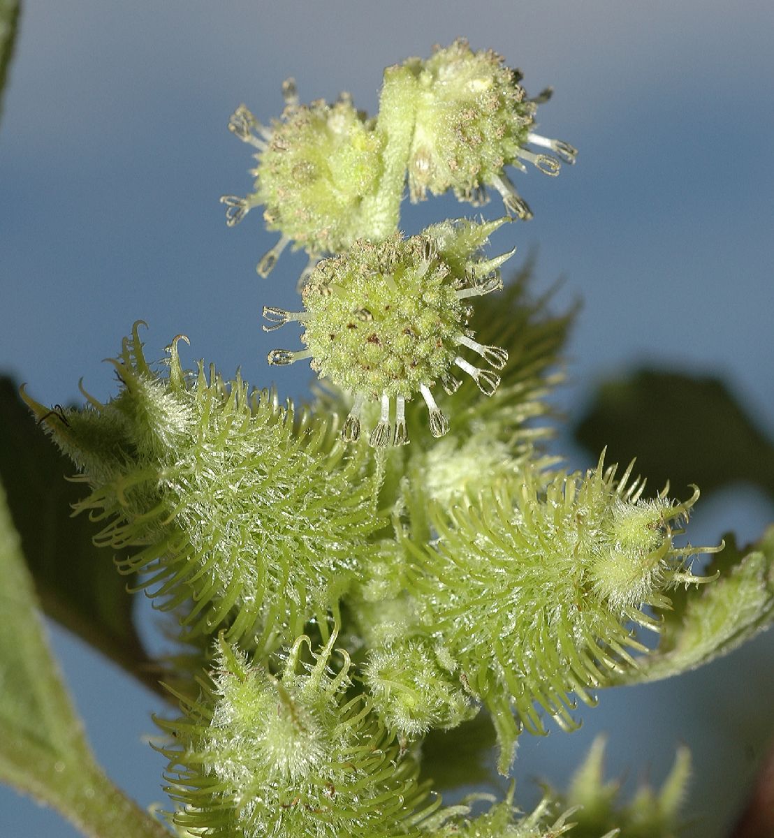 Asteraceae Xanthium strumarium