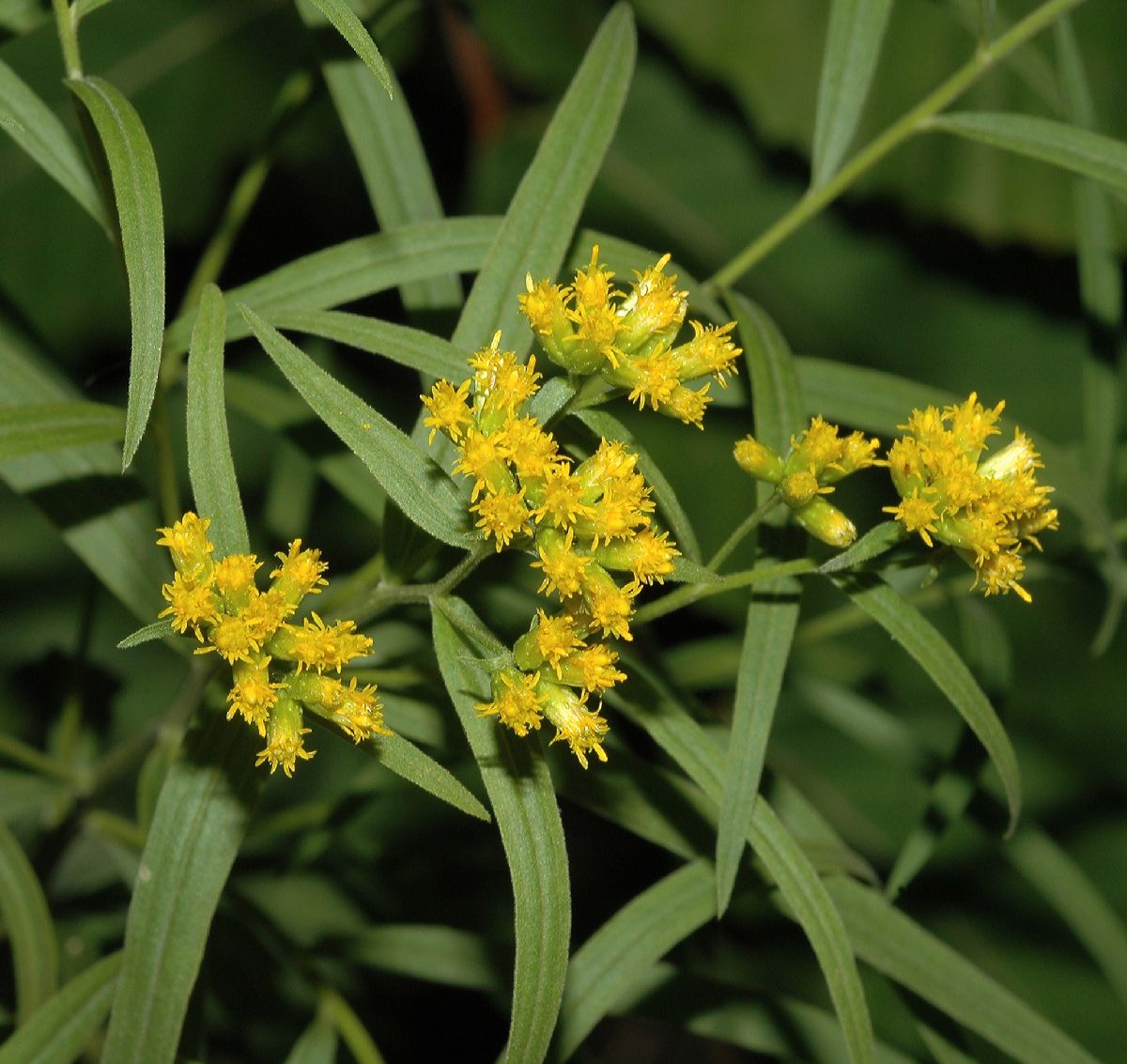 Asteraceae Euthamia graminifolia