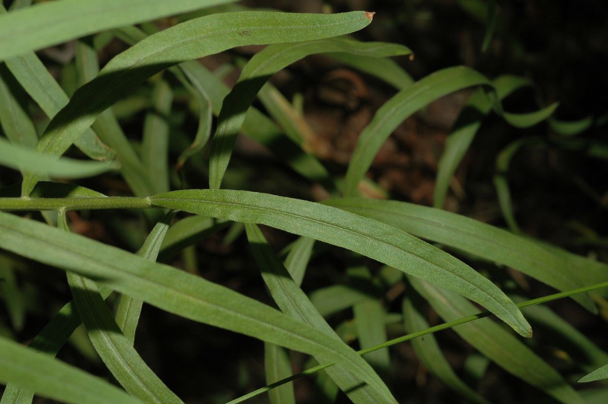 Asteraceae Euthamia graminifolia