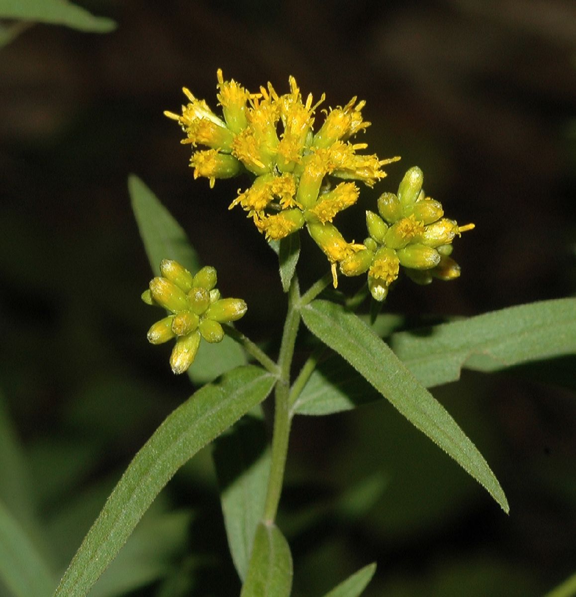 Asteraceae Euthamia graminifolia