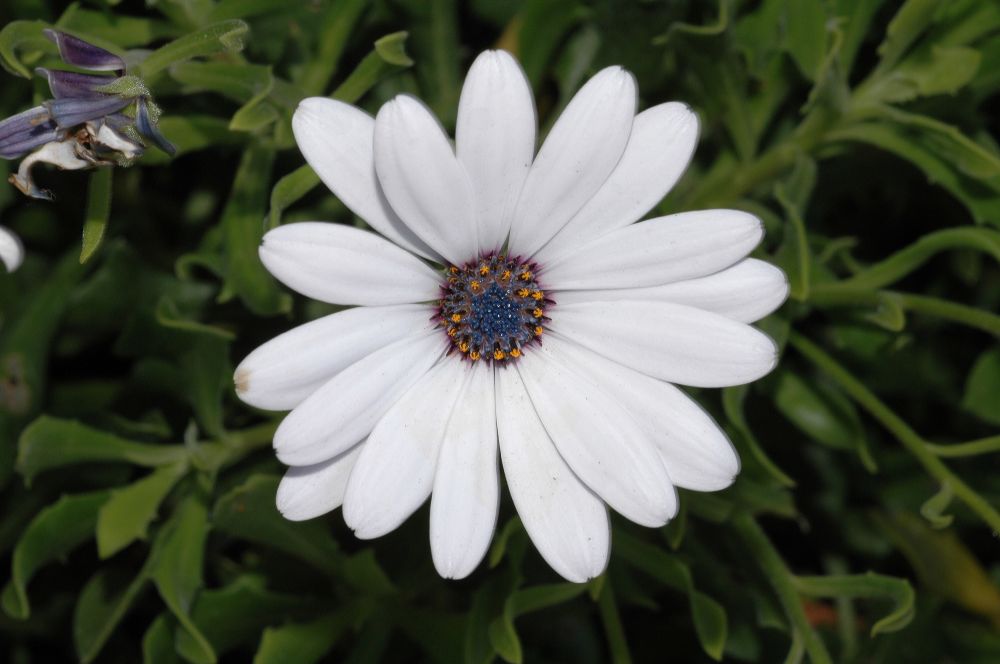 Asteraceae Osteospermum fruticosum