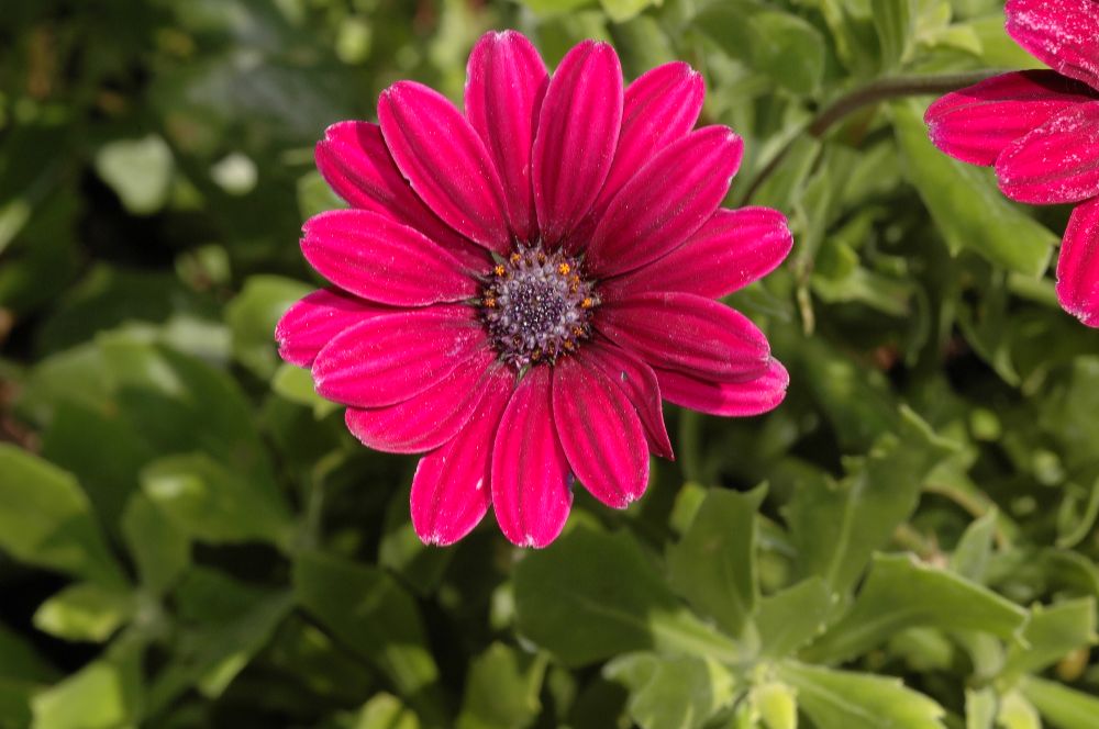 Asteraceae Osteospermum fruticosum