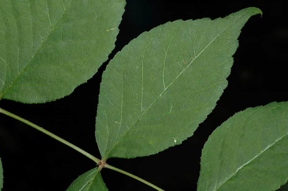 Araliaceae Aralia spinosa