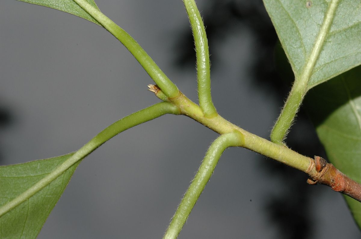 Nyssaceae Nyssa sylvatica