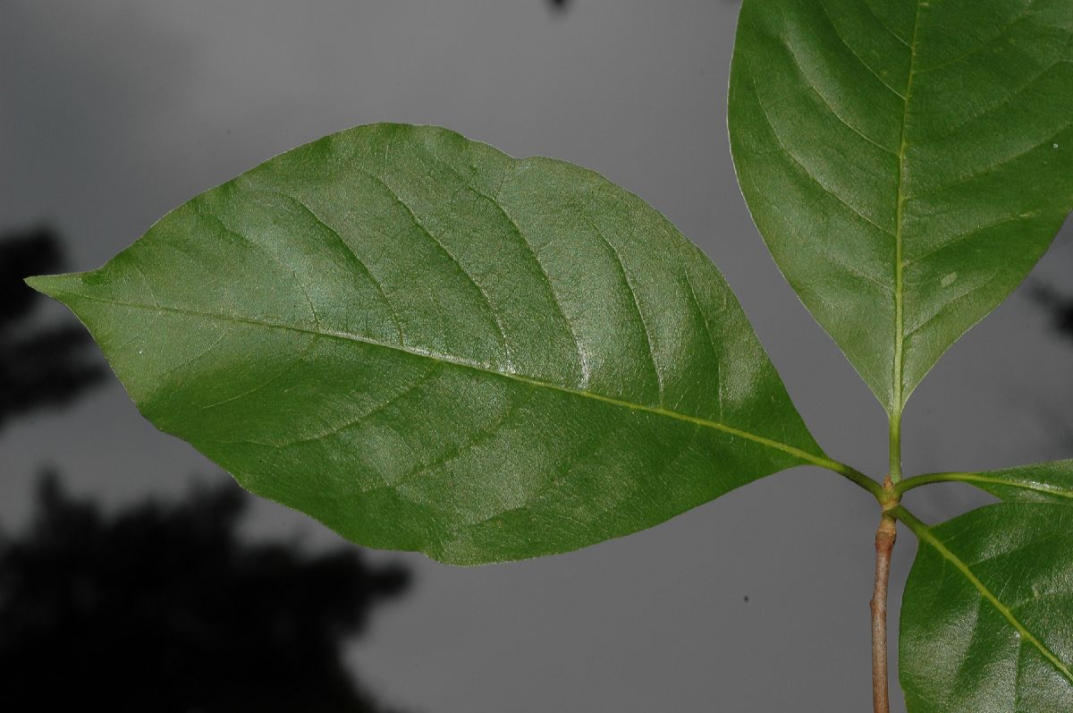 Nyssaceae Nyssa sylvatica