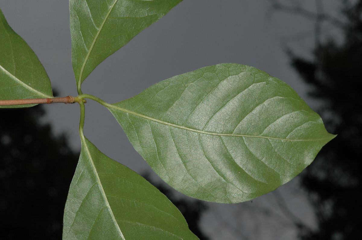 Nyssaceae Nyssa sylvatica