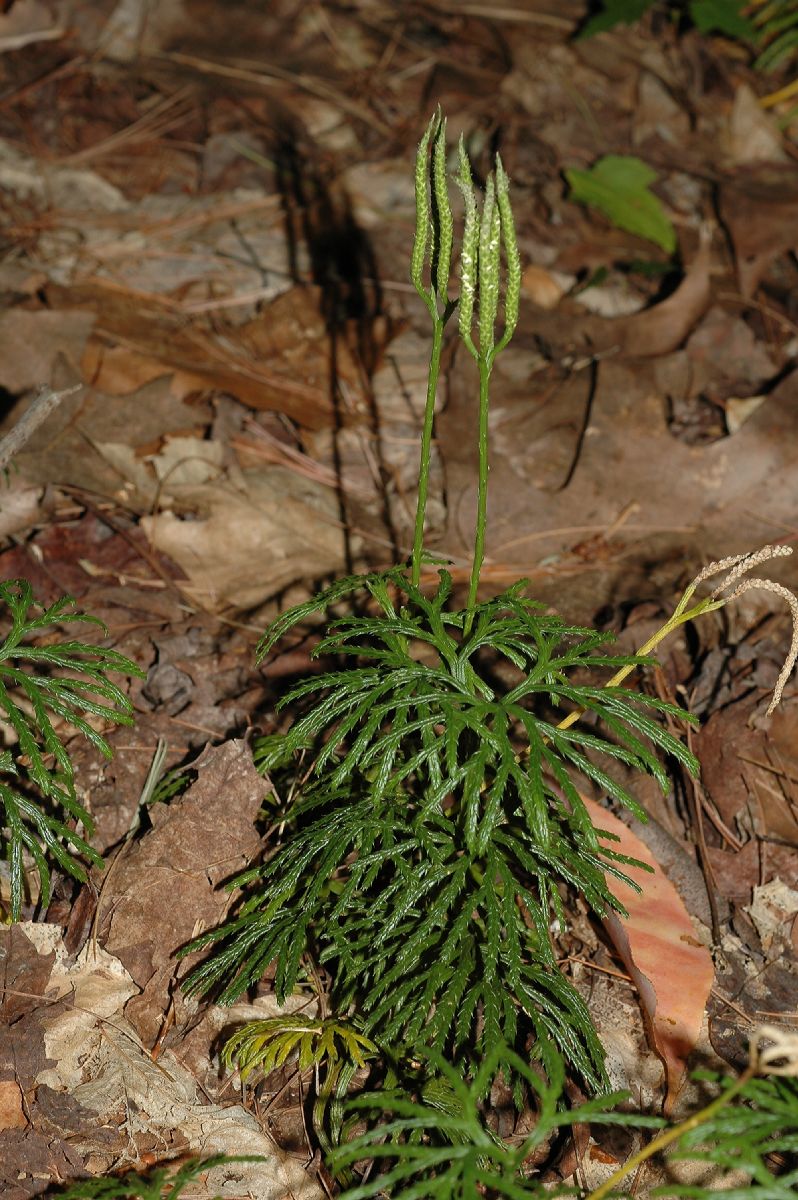 Lycopodiaceae Diphasiastrum digitatum