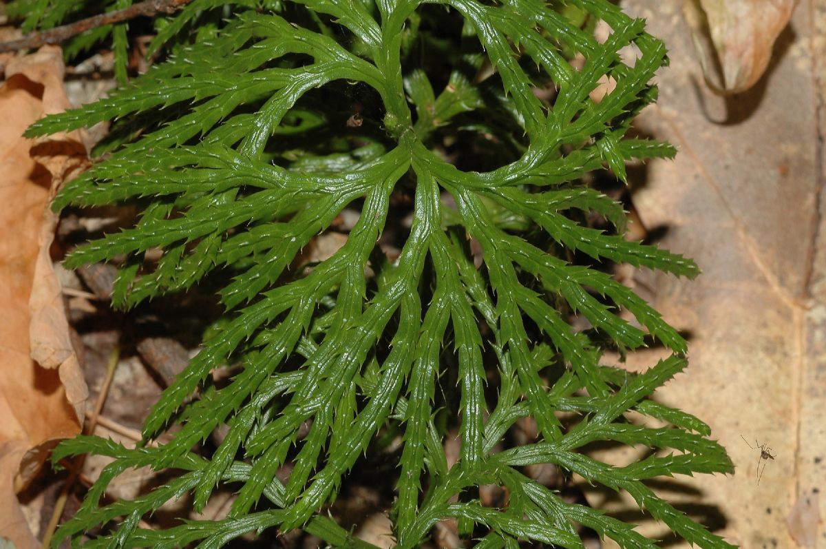 Lycopodiaceae Diphasiastrum digitatum