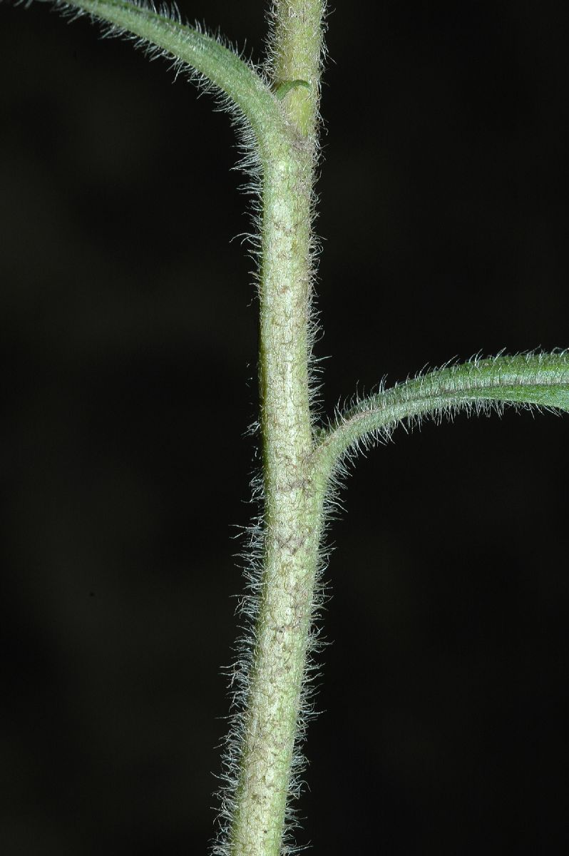 Asteraceae Solidago bicolor