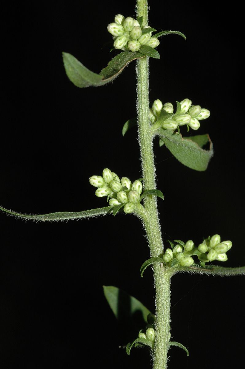 Asteraceae Solidago bicolor