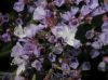 image of Limonium 