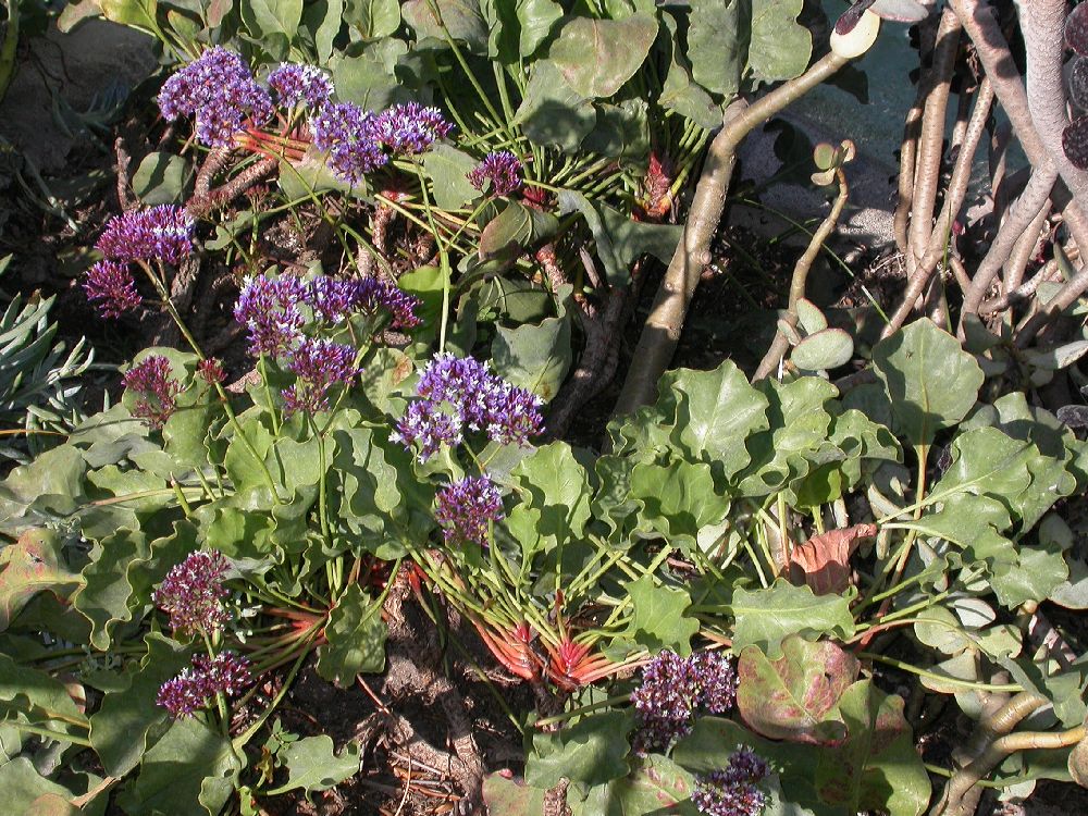 Plumbaginaceae Limonium 