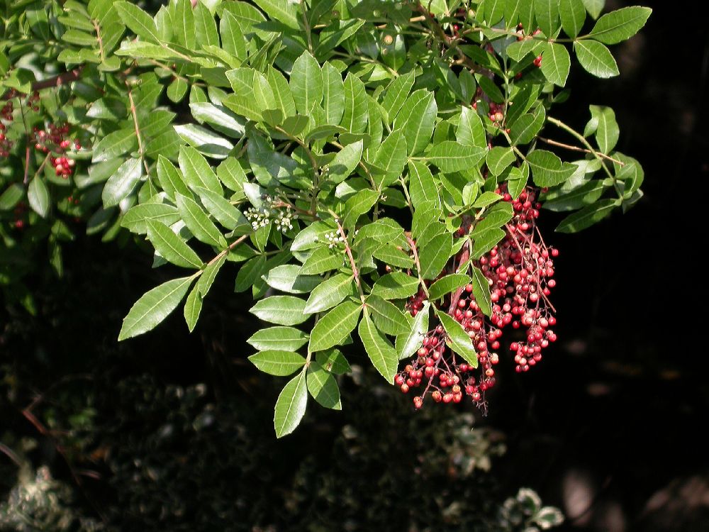 Anacardiaceae Schinus terebinthifolius