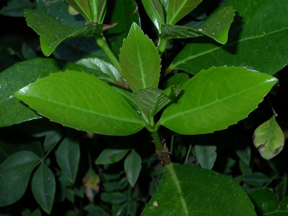 Adoxaceae Viburnum japonicum