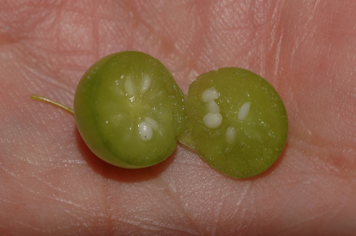 Ericaceae Gaylussacia baccata