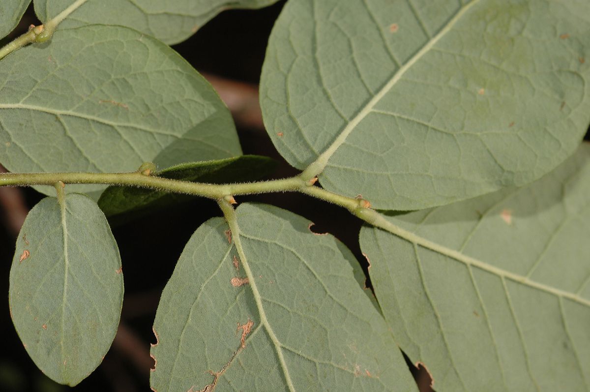 Ericaceae Gaylussacia baccata