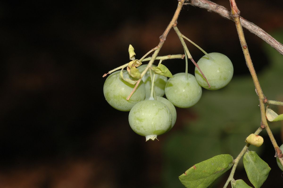 Ericaceae Gaylussacia baccata