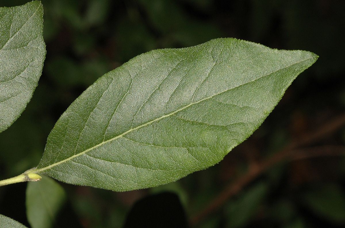 Ericaceae Lyonia ligustrina