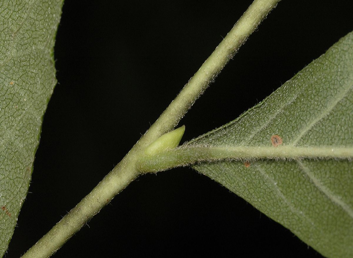 Ericaceae Lyonia ligustrina