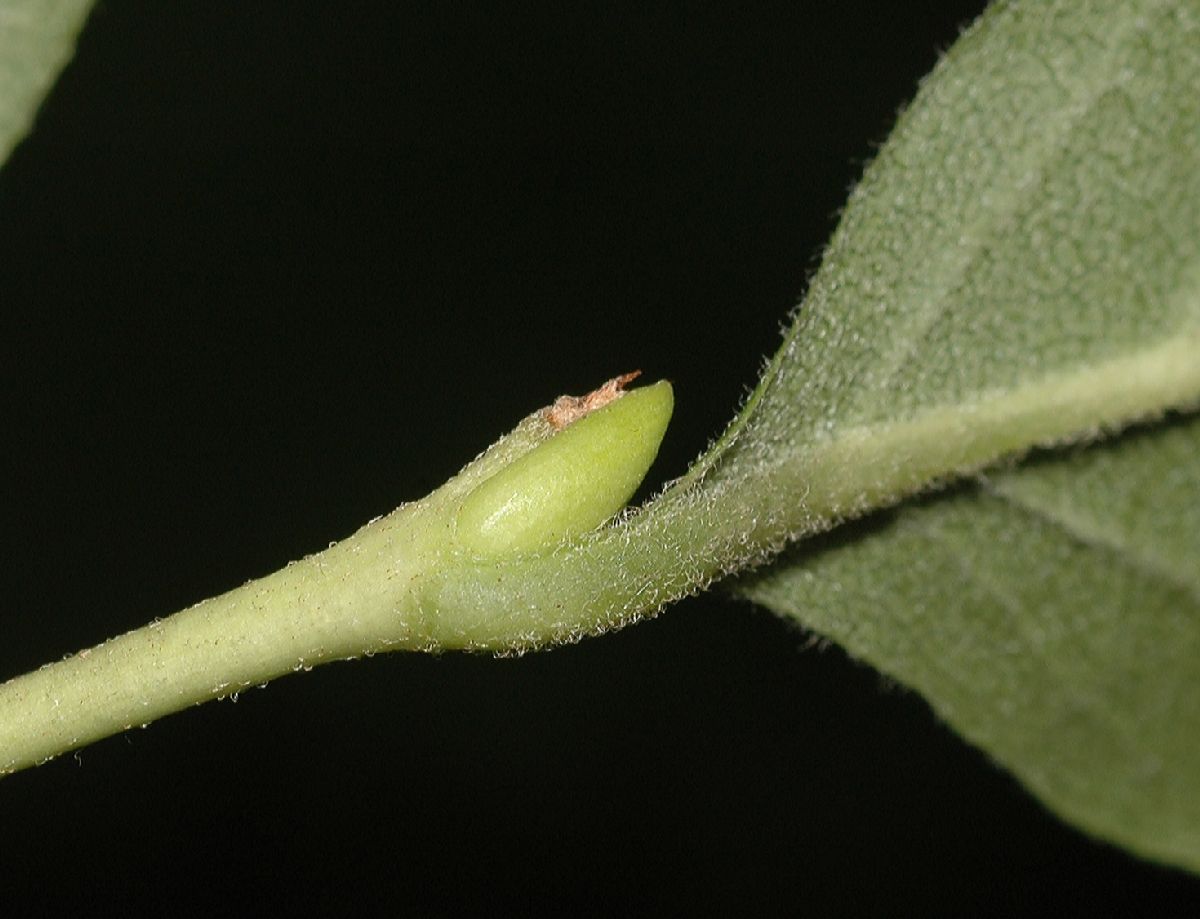 Ericaceae Lyonia ligustrina