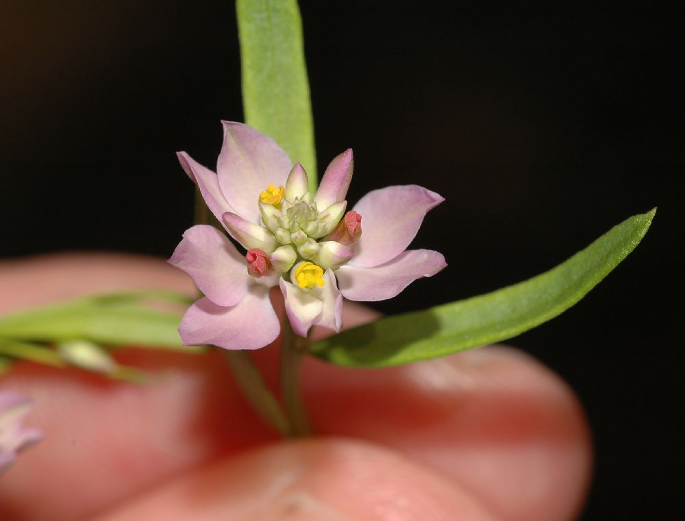 Polygalaceae Polygala sanguinea