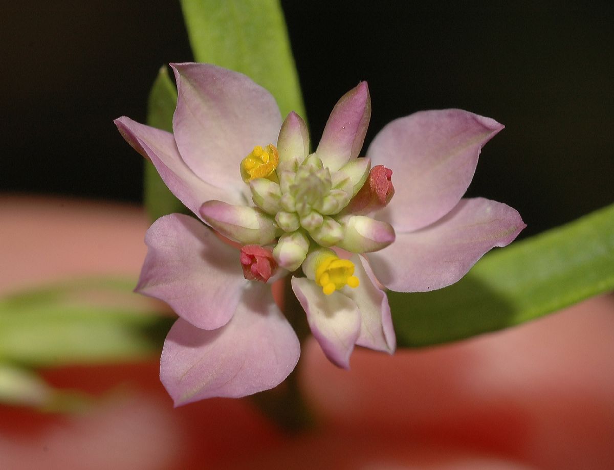 Polygalaceae Polygala sanguinea
