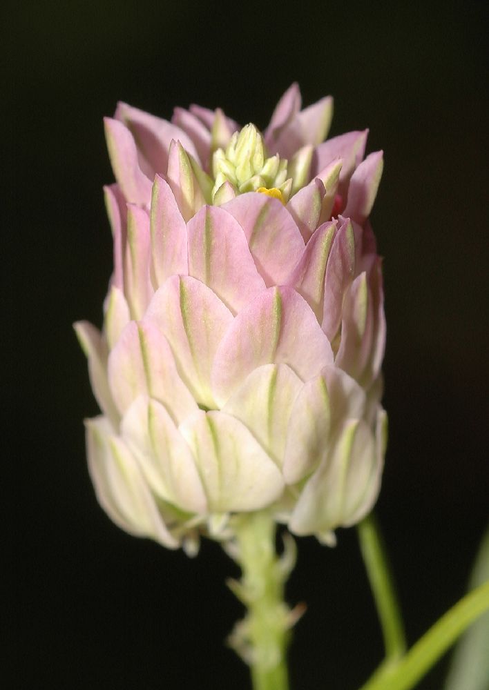 Polygalaceae Polygala sanguinea