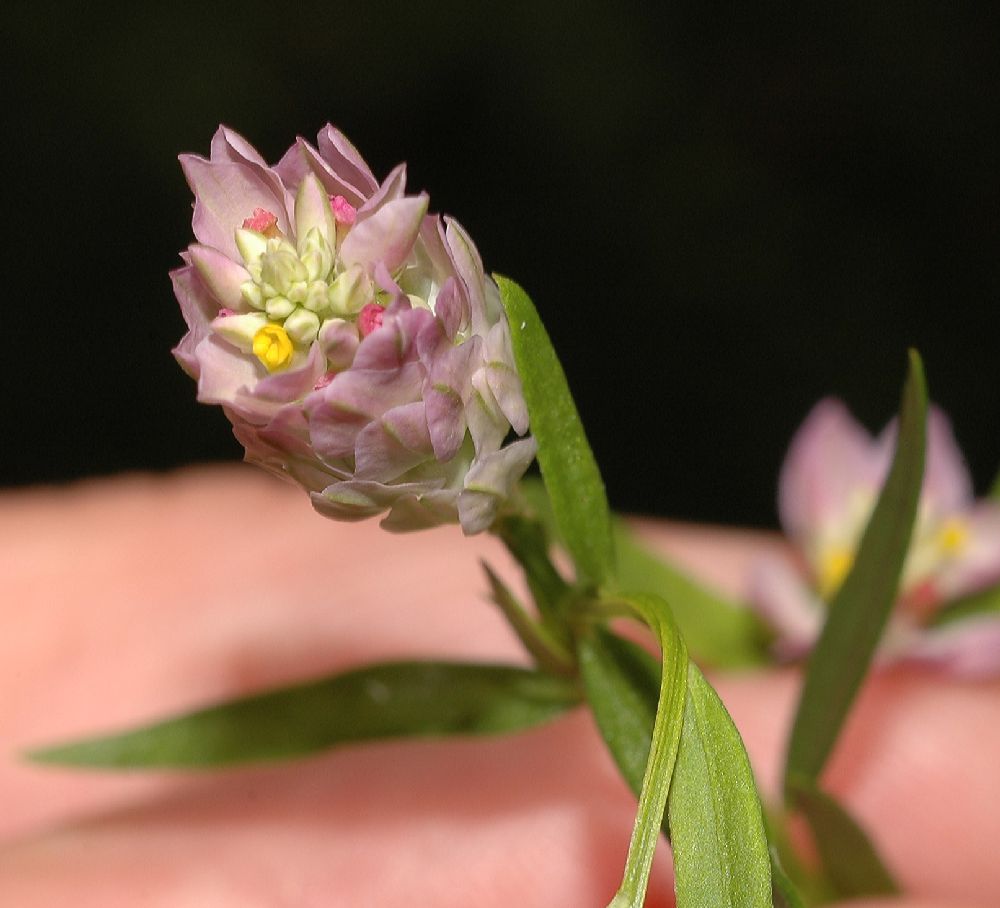 Polygalaceae Polygala sanguinea