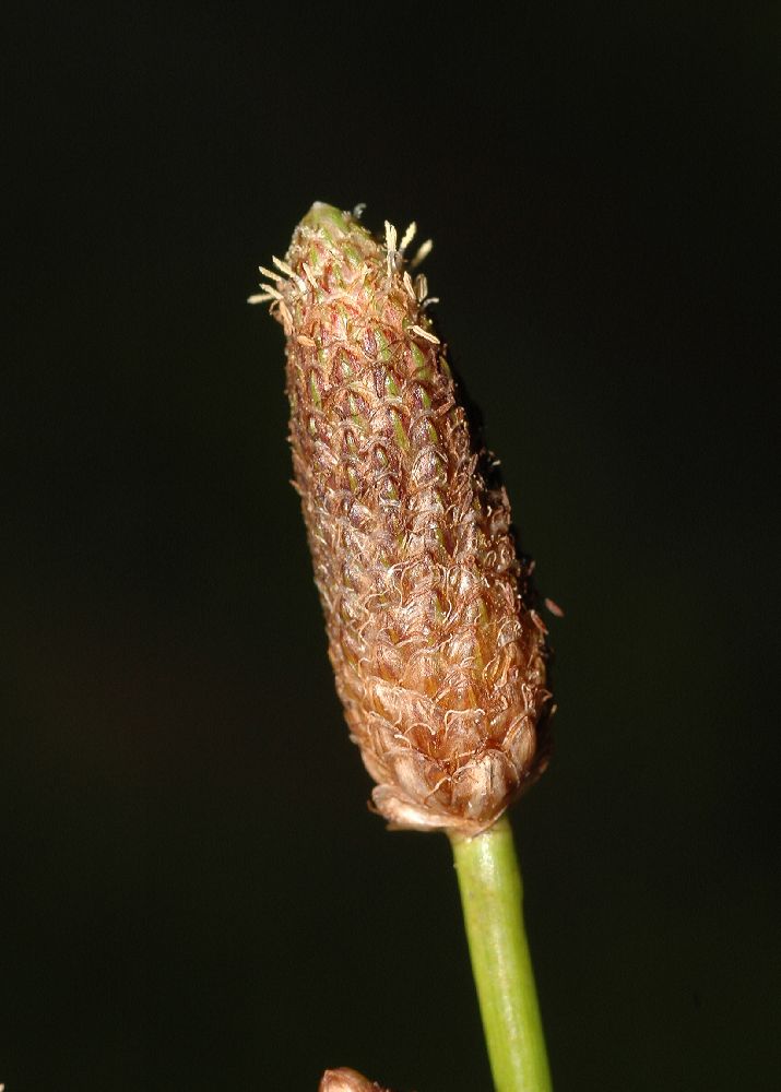 Cyperaceae Eleocharis 